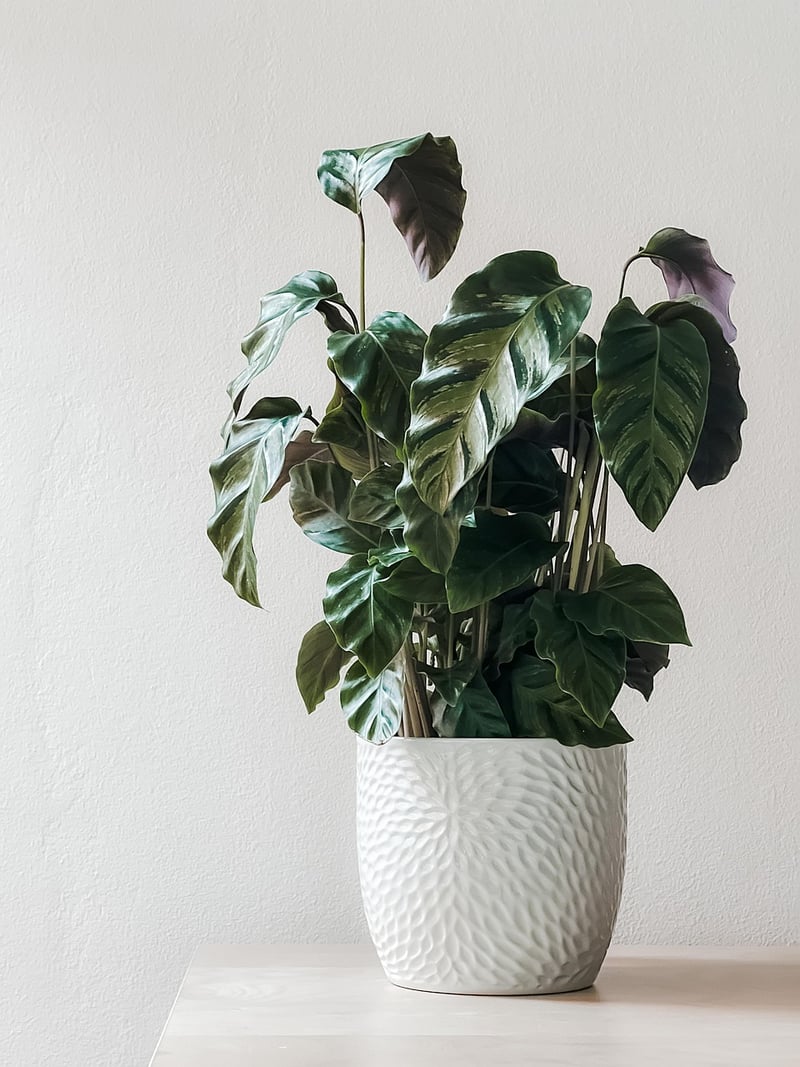 Hanging planters